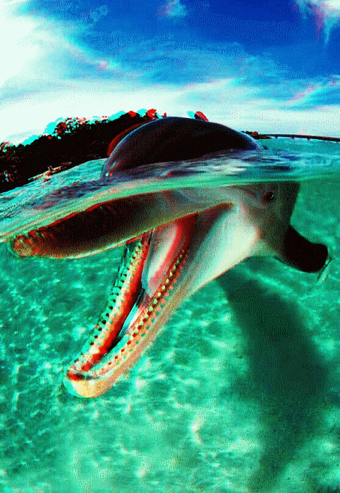 dolphin